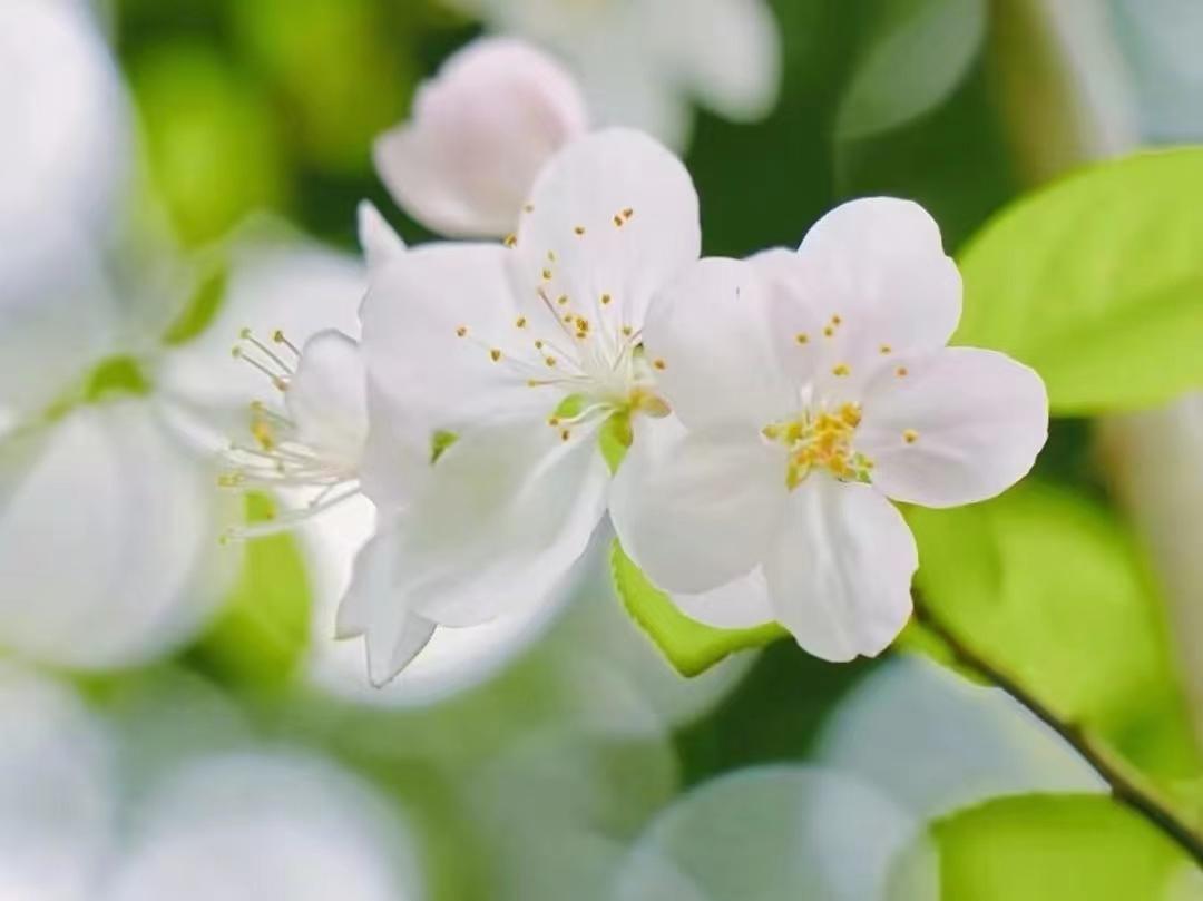 赞美梨花唯美诗词（十首梨花古诗）