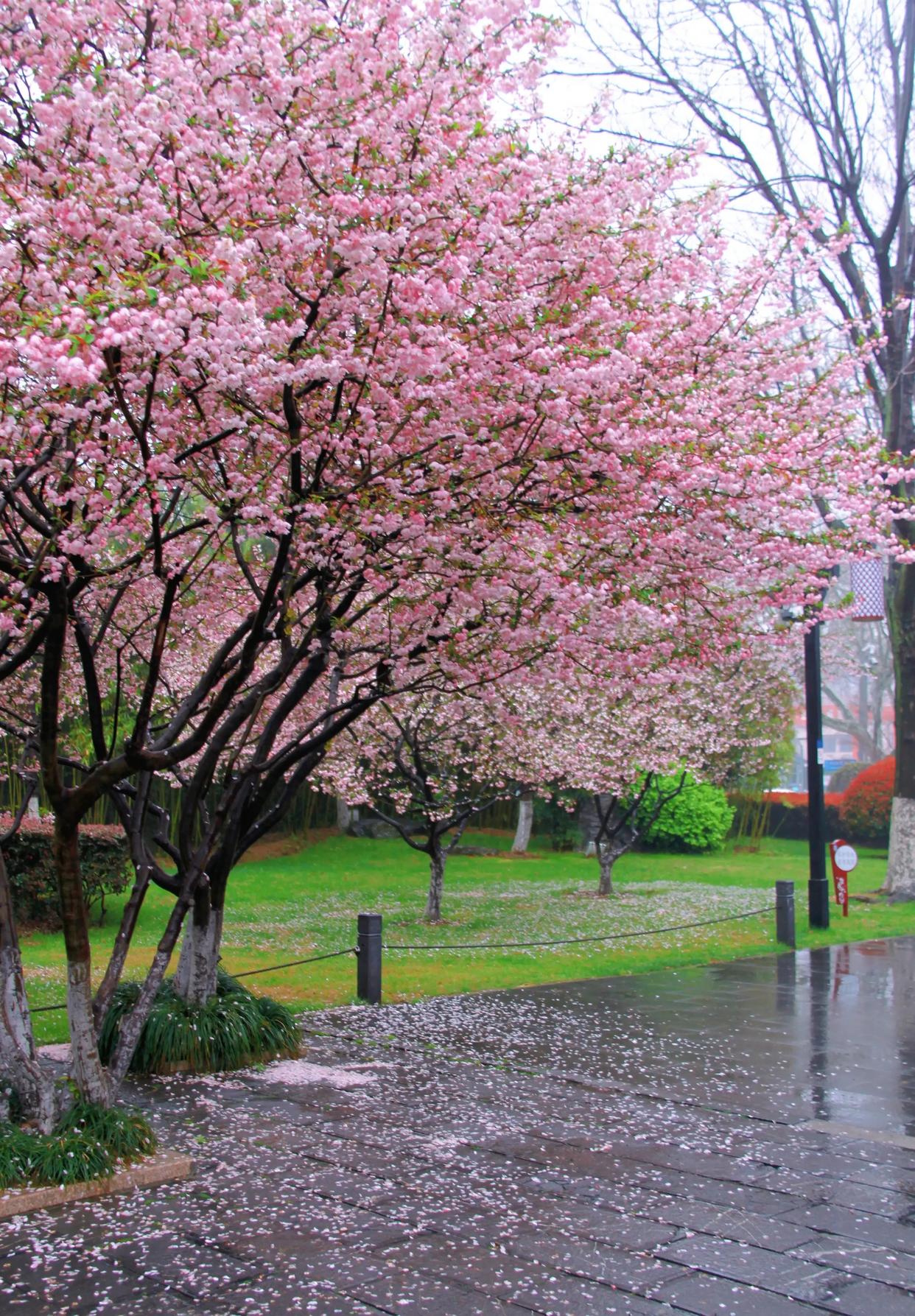 春雨唯美诗词有哪些（四首唯美春雨诗词）