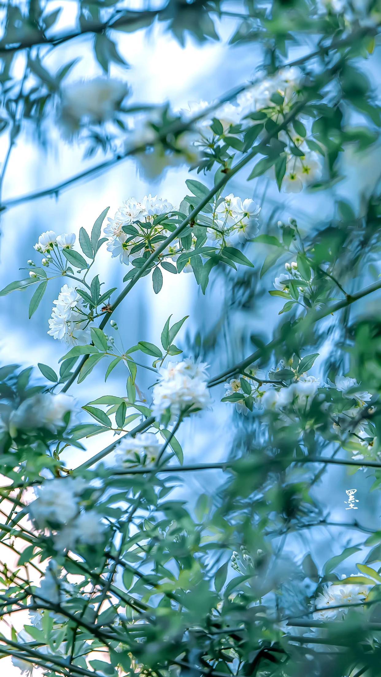 婉约唯美诗词有哪些（十首经典的婉约古诗）