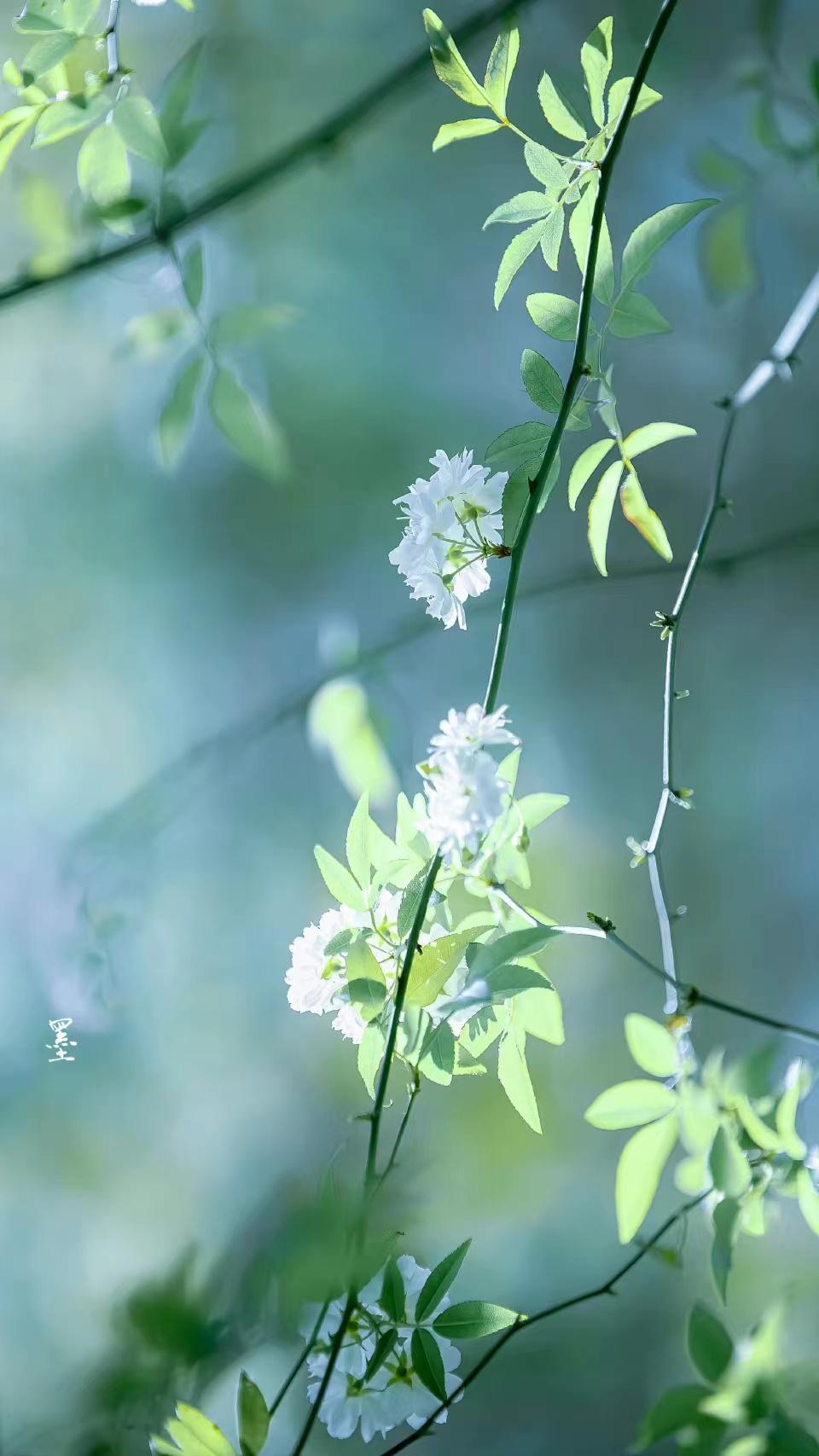 婉约唯美诗词有哪些（十首经典的婉约古诗）