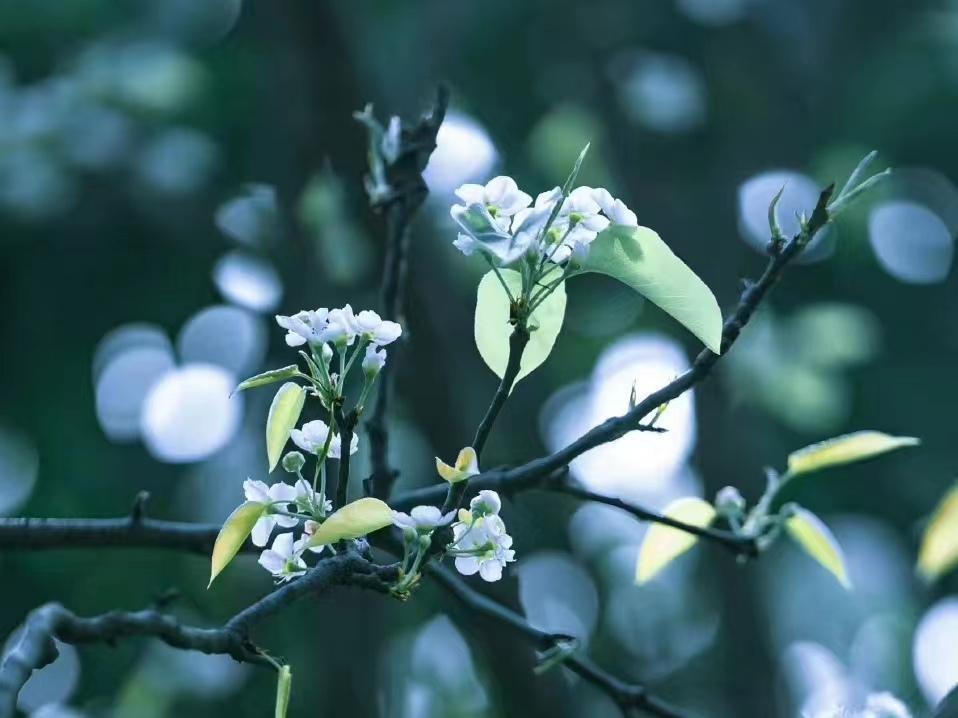 意境绝美的古诗词（10首神仙优美诗词）