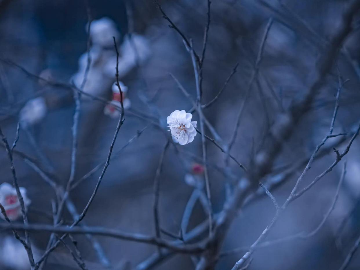 秦观唯美诗词鉴赏（秦观十首经典诗词）