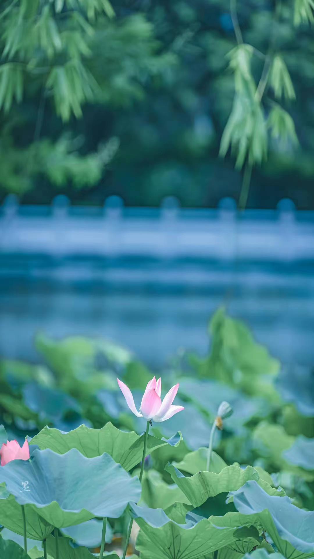 山水唯美诗词句（苏轼经典的八首山水词）