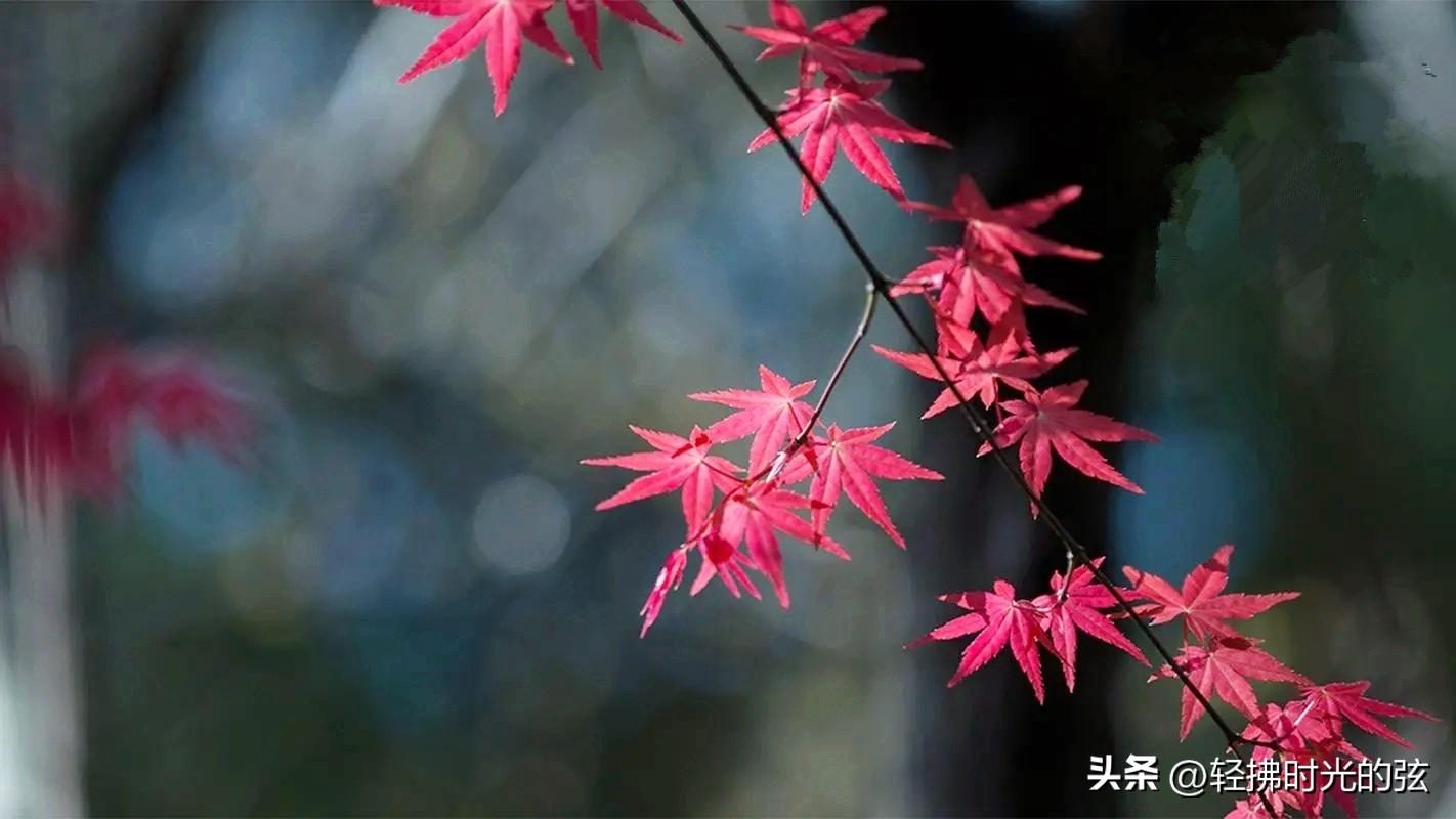 一别两地秋，人间雪满头（七言诗词里的唯美友情）