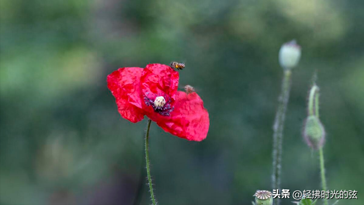 虞美人唯美古诗大全，六首《虞美人》