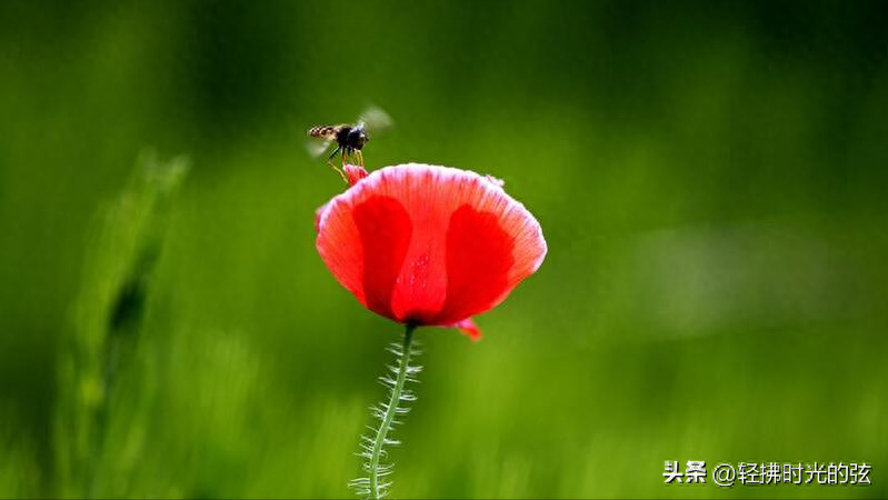 虞美人唯美古诗大全，六首《虞美人》