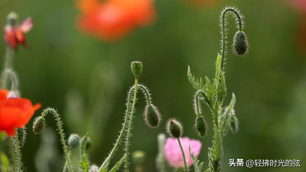 虞美人唯美古诗大全，六首《虞美人》