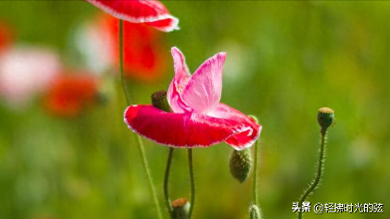 虞美人唯美古诗大全，六首《虞美人》