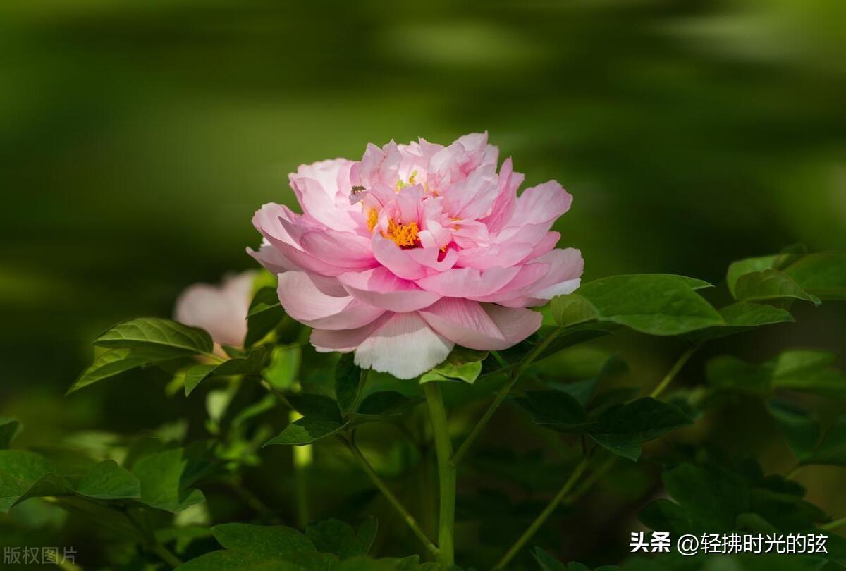 浣溪沙的古诗有哪些，六首优美《浣溪沙》