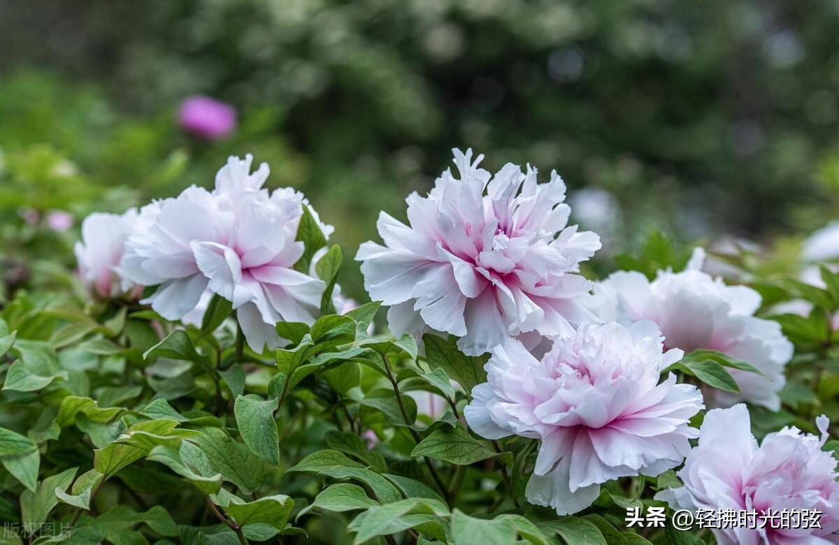 浣溪沙的古诗有哪些，六首优美《浣溪沙》