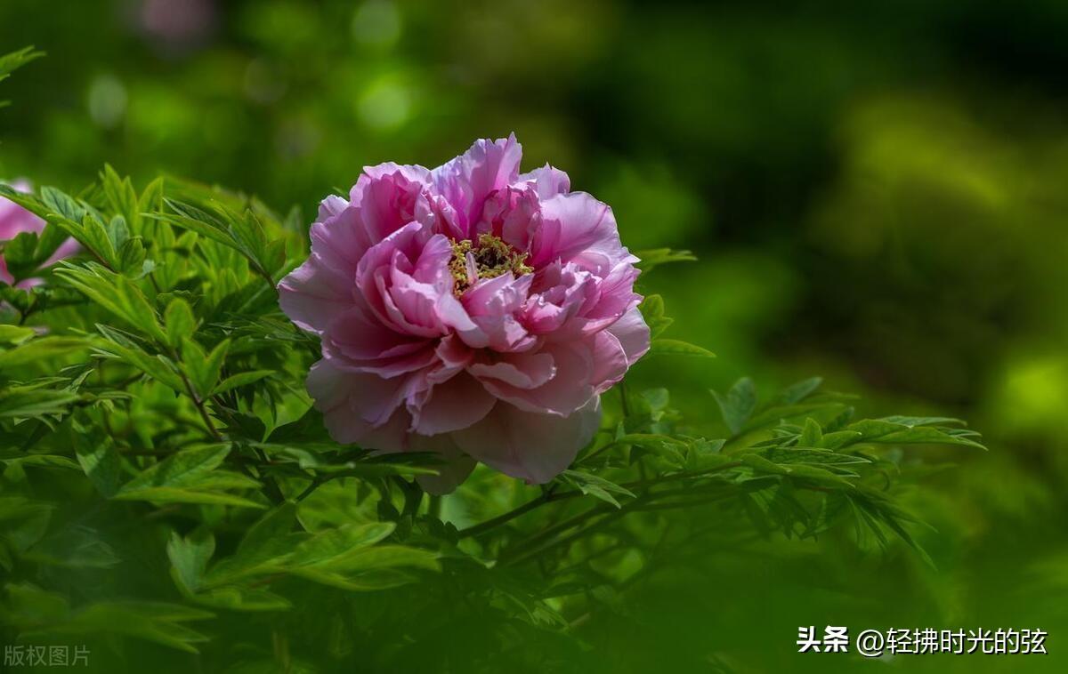 浣溪沙的古诗有哪些，六首优美《浣溪沙》