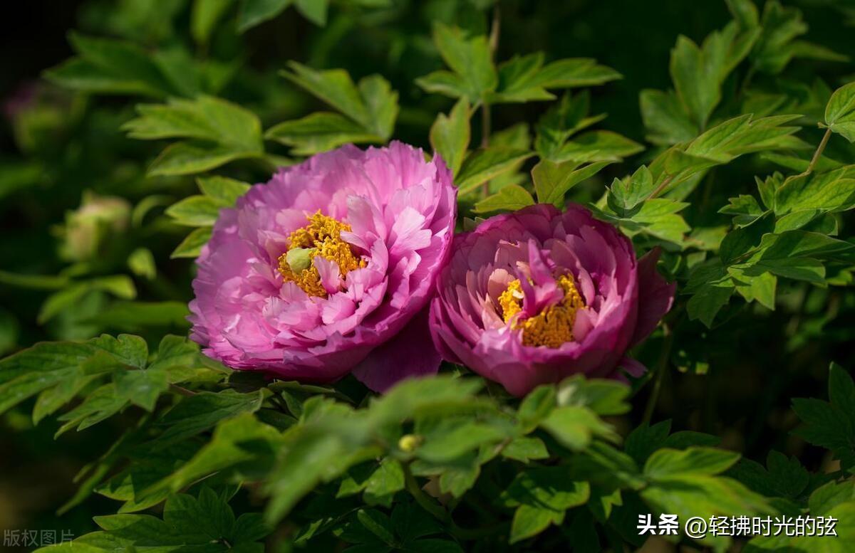 浣溪沙的古诗有哪些，六首优美《浣溪沙》