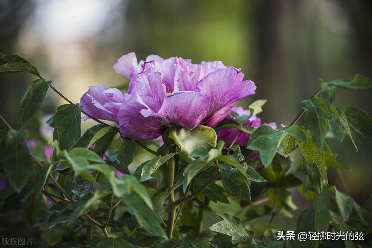 浣溪沙的古诗有哪些，六首优美《浣溪沙》