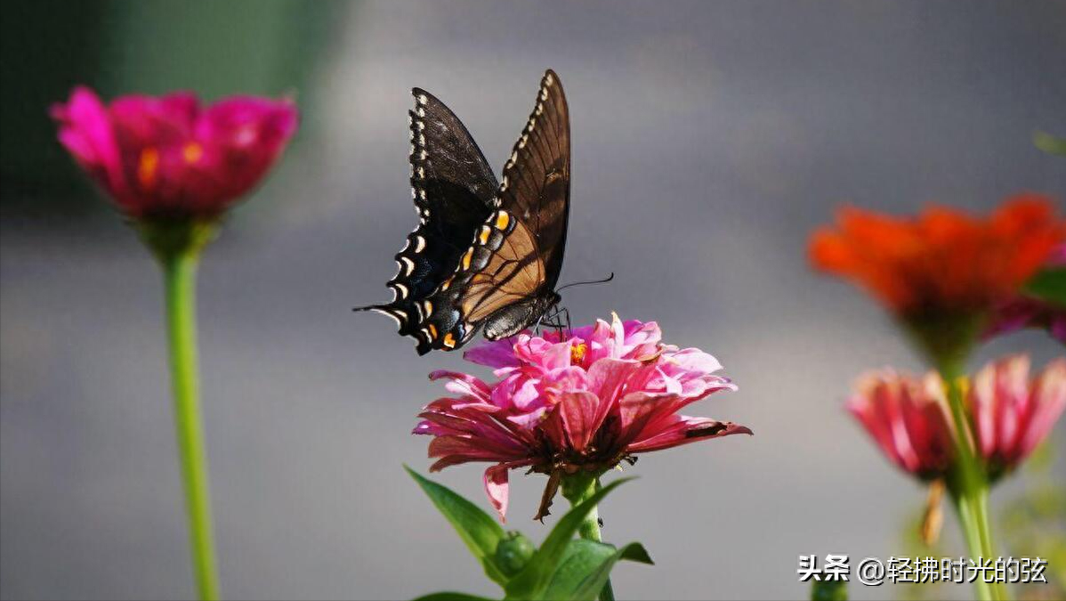 经典蝶恋花唯美古诗词，六首《蝶恋花》