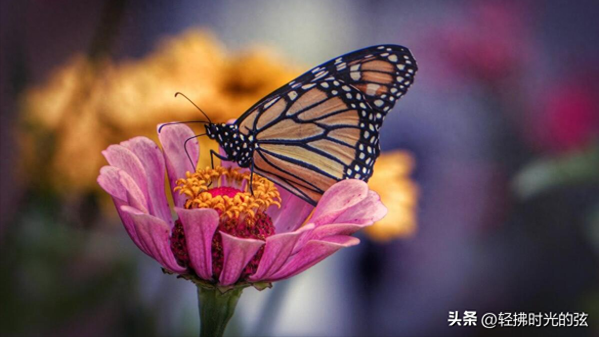 经典蝶恋花唯美古诗词，六首《蝶恋花》