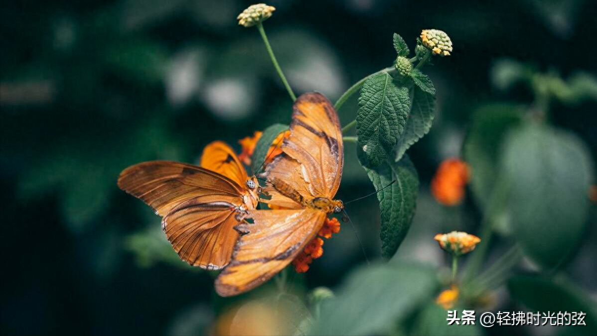 经典蝶恋花唯美古诗词，六首《蝶恋花》