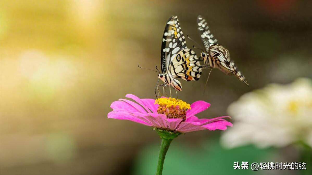 经典蝶恋花唯美古诗词，六首《蝶恋花》