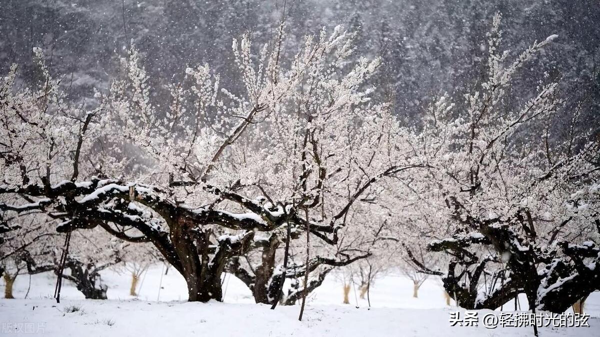 大雪唯美古诗大全（36句唯美雪诗词）