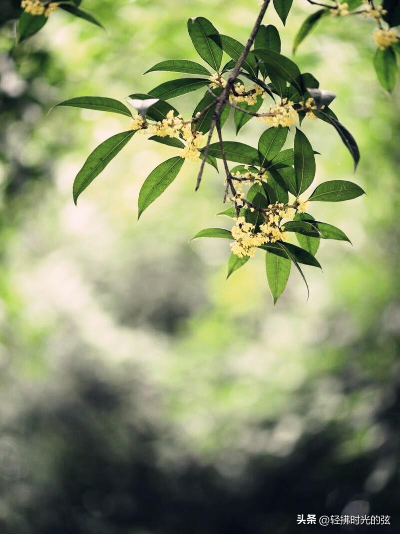 桂花唯美古诗大全（八首清绝桂花诗词）