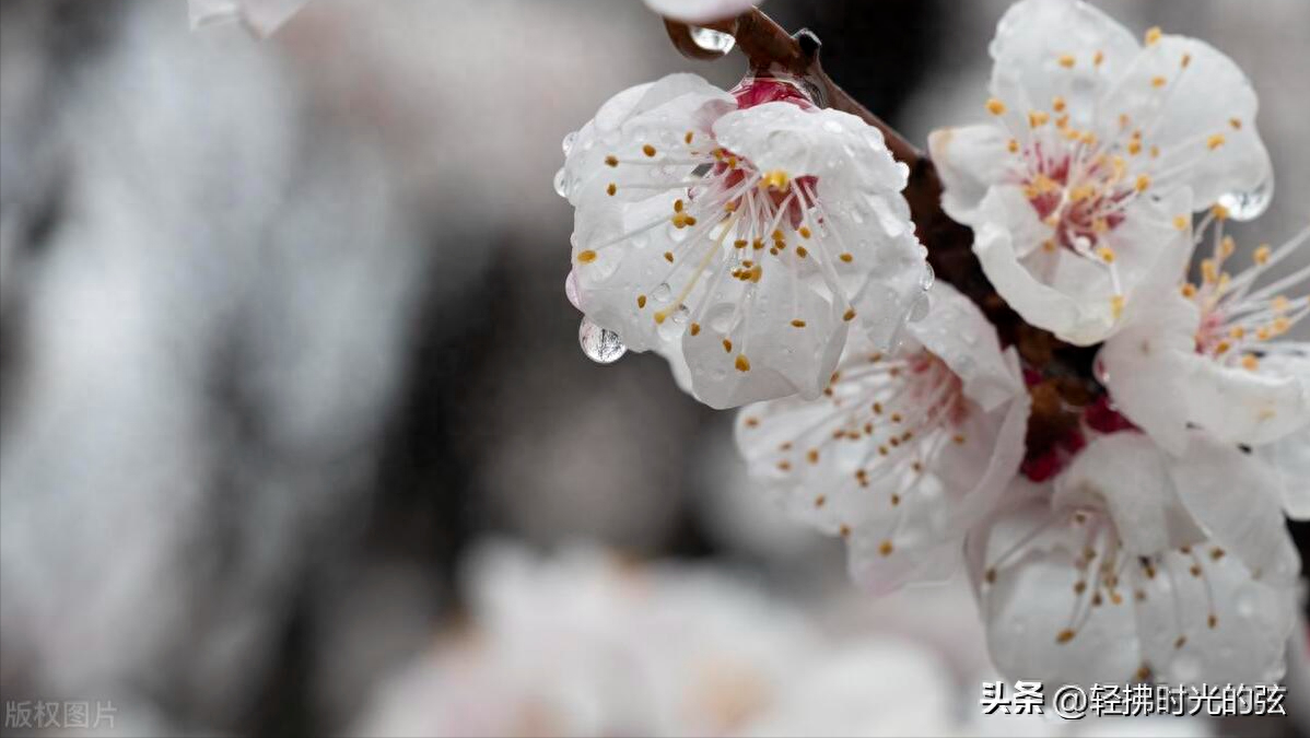 韦庄经典诗词九首（杏花吹满头，陌上少年游）