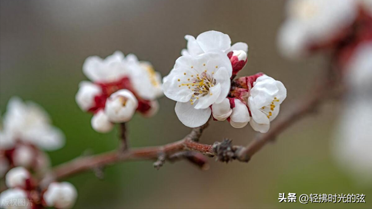 韦庄经典诗词九首（杏花吹满头，陌上少年游）