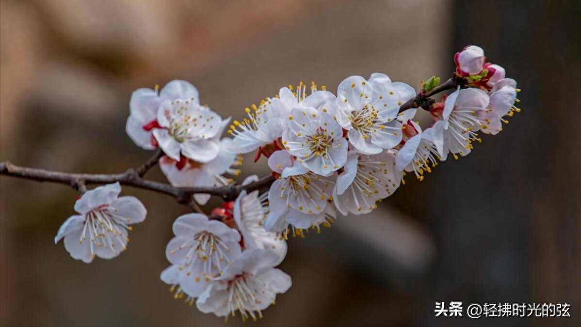 韦庄经典诗词九首（杏花吹满头，陌上少年游）