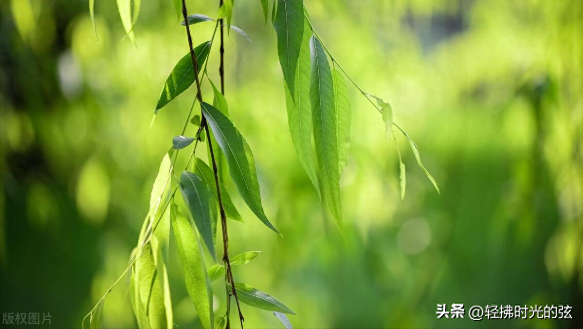 韦庄经典诗词九首（杏花吹满头，陌上少年游）