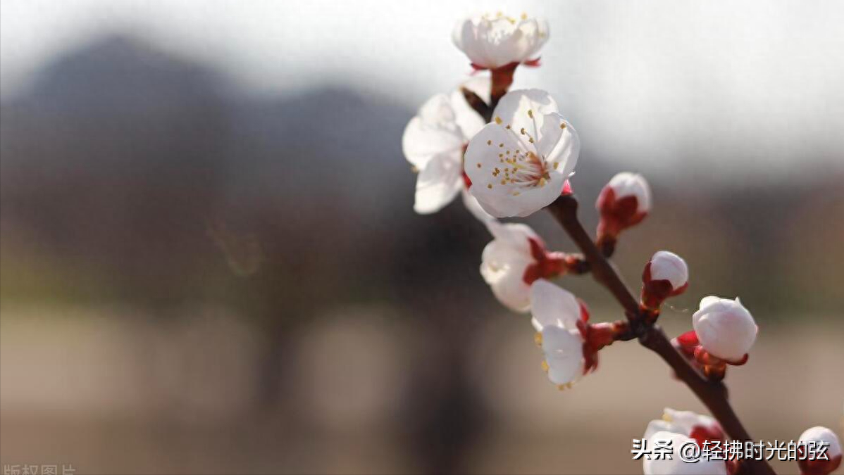 韦庄经典诗词九首（杏花吹满头，陌上少年游）