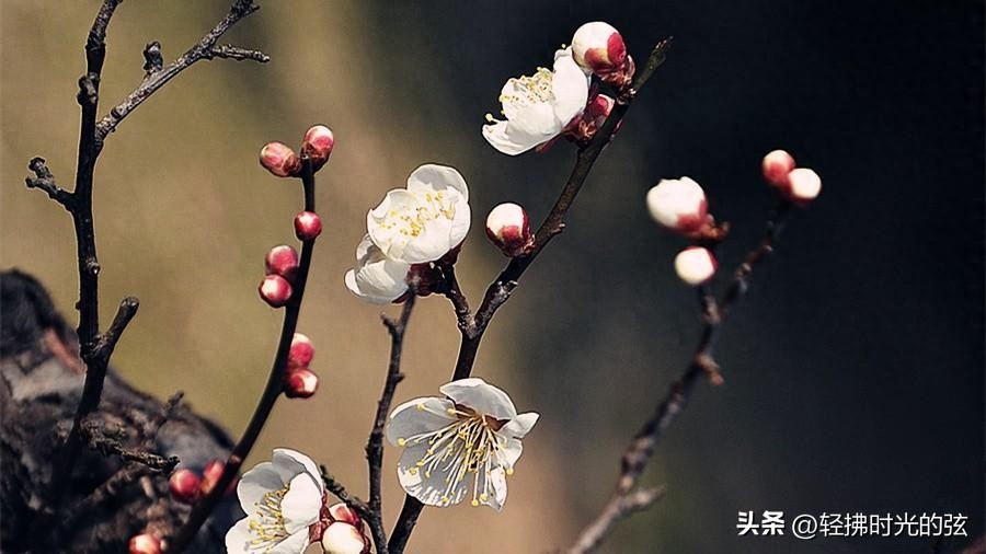 一朝红尘客，经历寒彻骨（十首唯美梅花诗词）