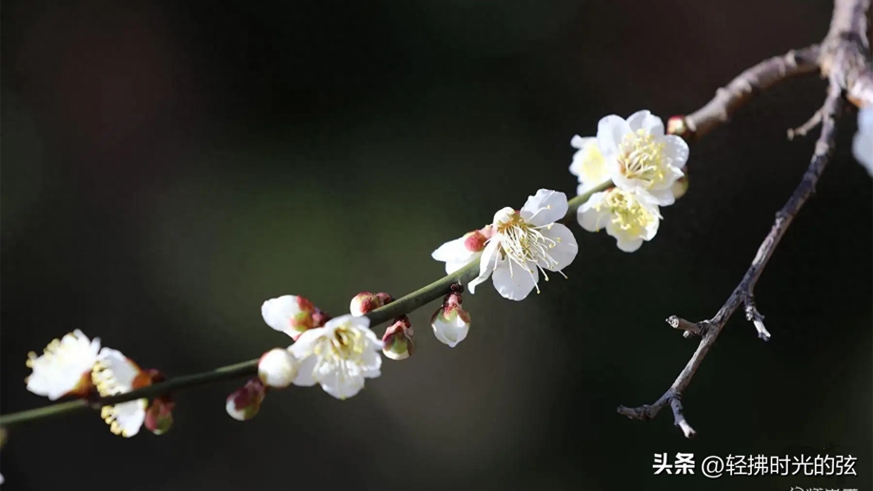 一朝红尘客，经历寒彻骨（十首唯美梅花诗词）