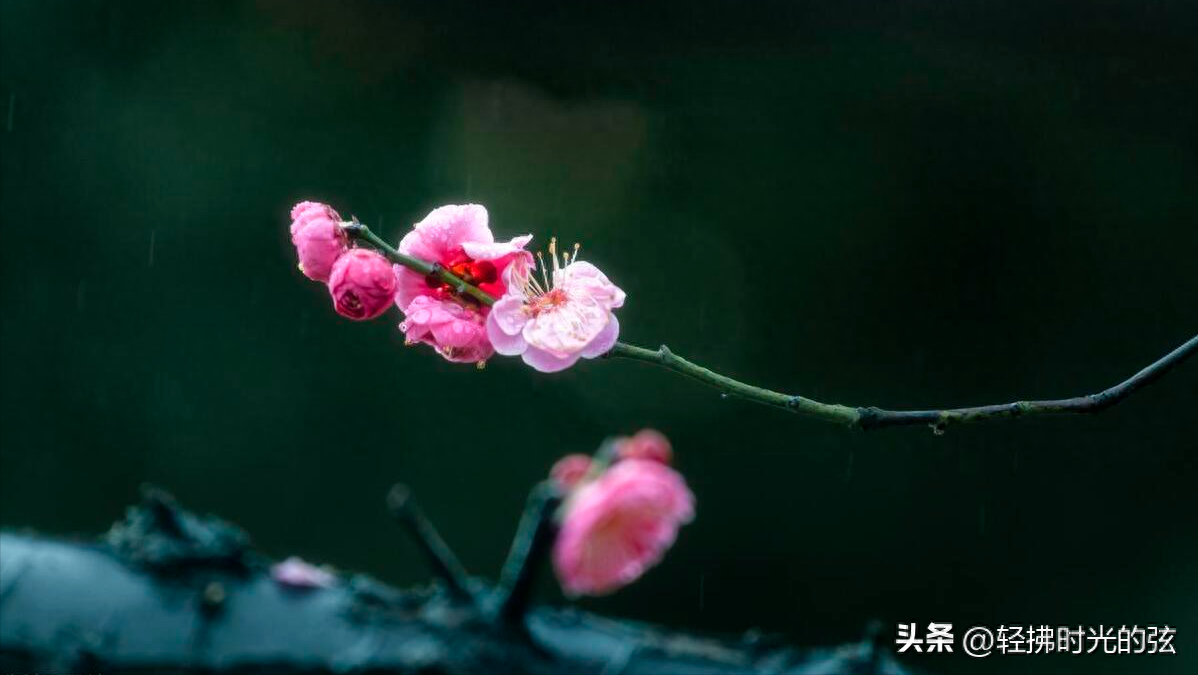 一朝红尘客，经历寒彻骨（十首唯美梅花诗词）