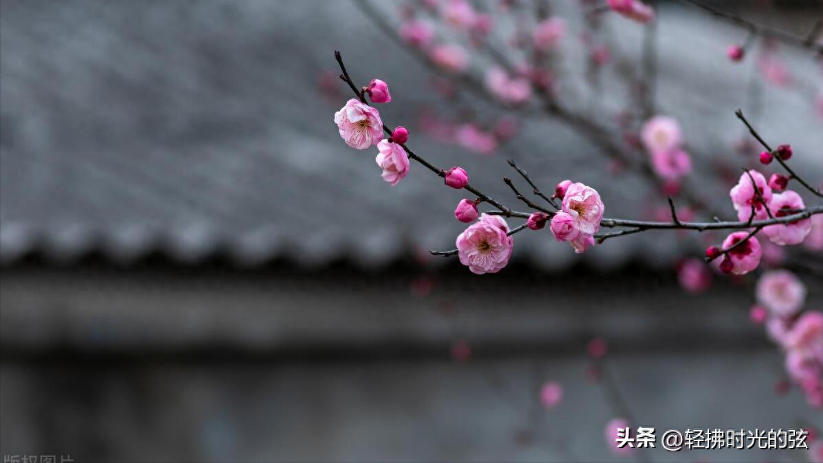 一朝红尘客，经历寒彻骨（十首唯美梅花诗词）