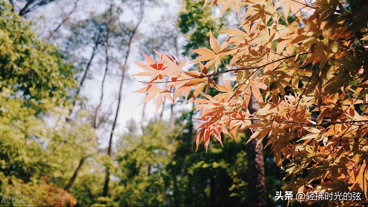 洛阳唯美诗词大会（十首洛阳诗词）