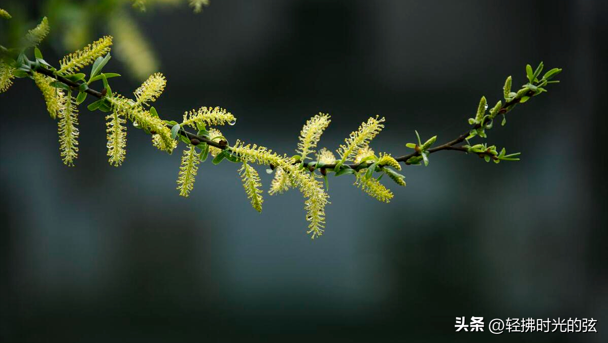 洛阳唯美诗词大会（十首洛阳诗词）