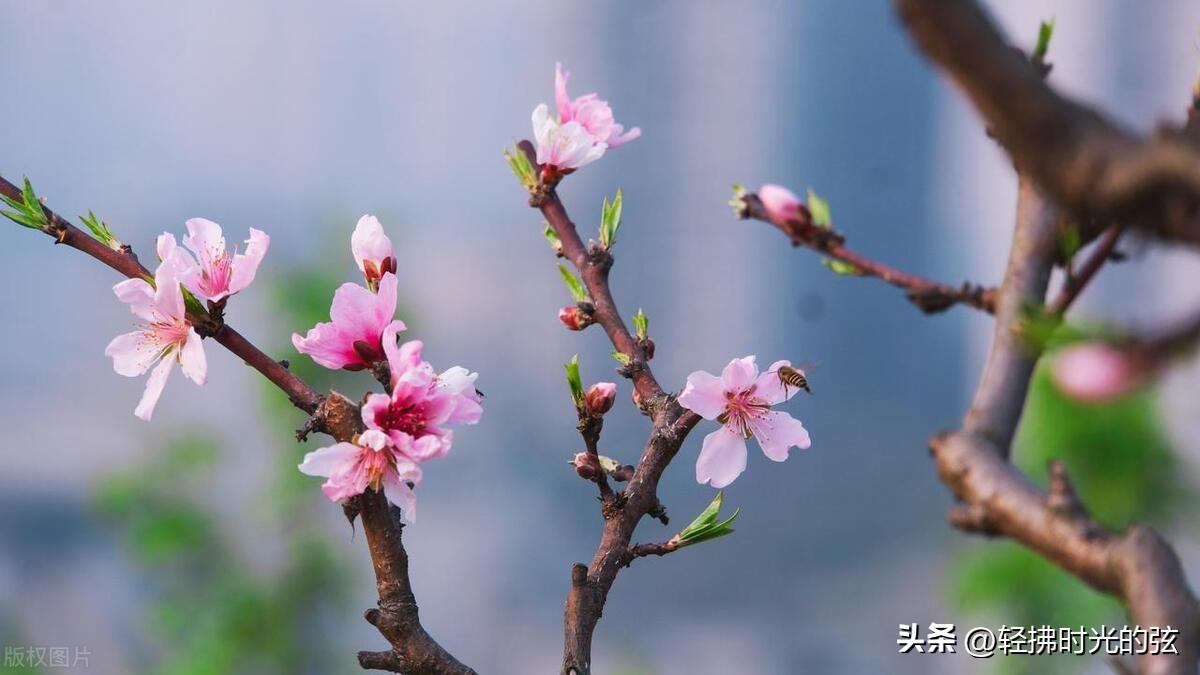 洛阳唯美诗词大会（十首洛阳诗词）