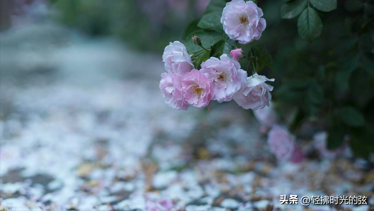 携一蓑烟雨，掬一份时光（36句烟雨诗词）