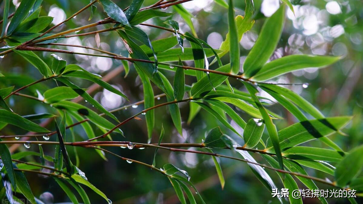 携一蓑烟雨，掬一份时光（36句烟雨诗词）