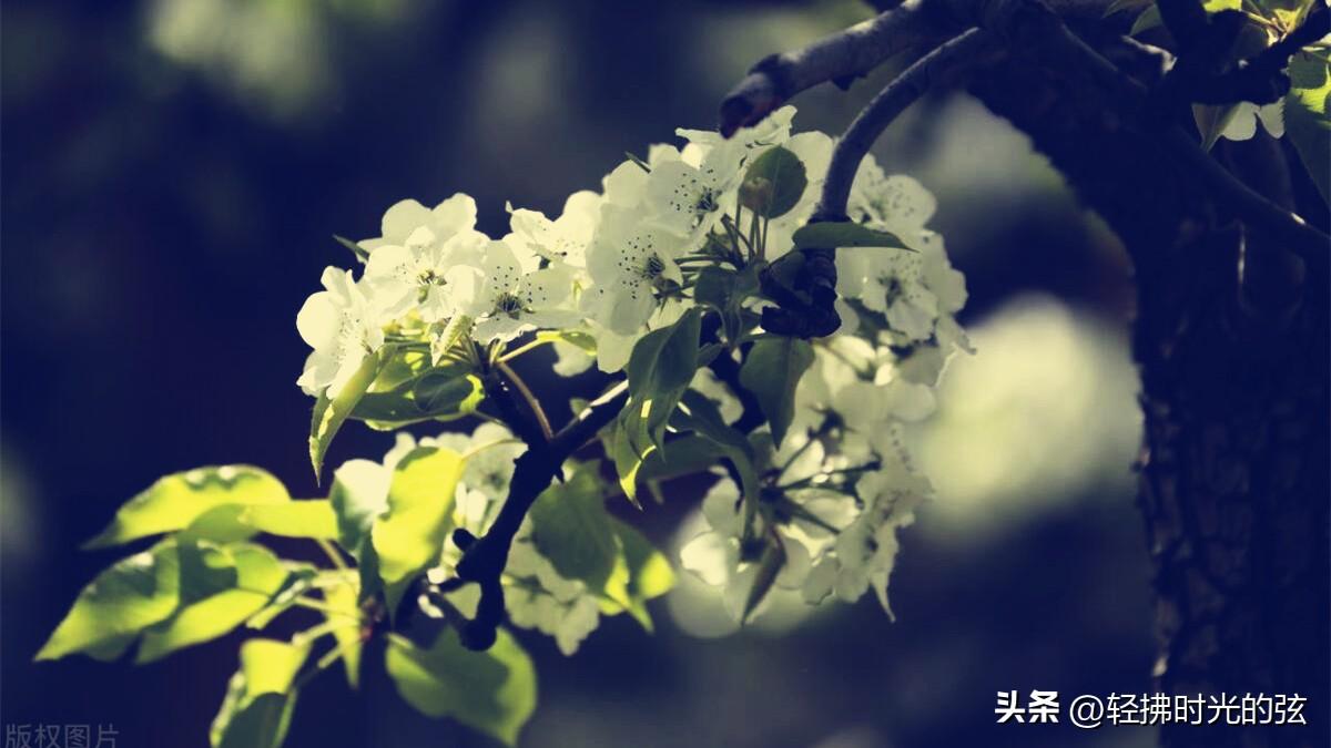 梨花唯美诗词大全（六首梨花诗词）