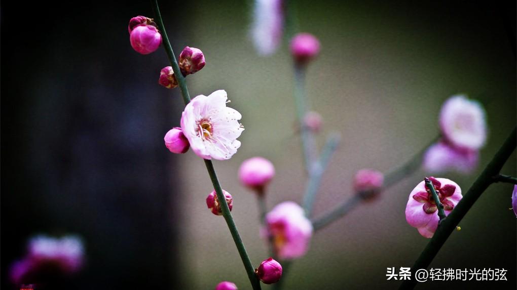 梅花唯美诗词有哪些（林和靖梅花诗八首）