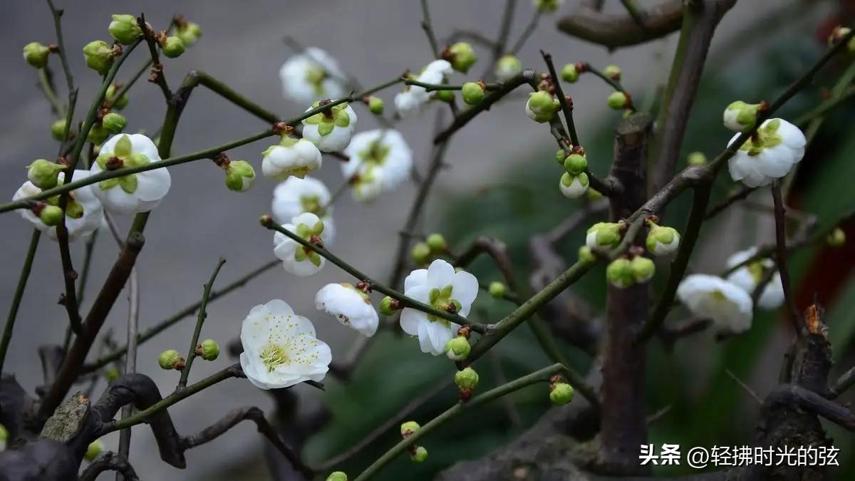 梅花唯美诗词有哪些（林和靖梅花诗八首）