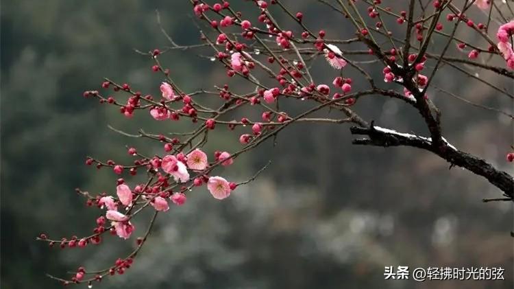 梅花唯美诗词有哪些（林和靖梅花诗八首）