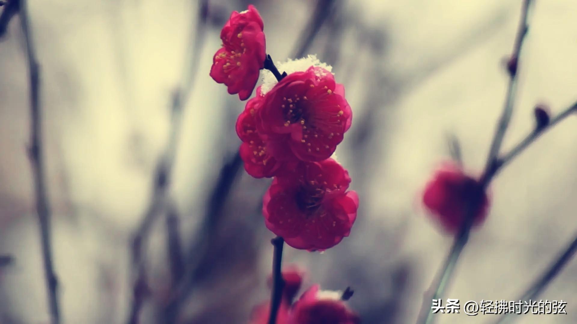 梅花唯美诗词有哪些（林和靖梅花诗八首）