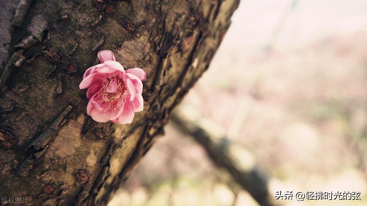 梅花唯美诗词有哪些（林和靖梅花诗八首）