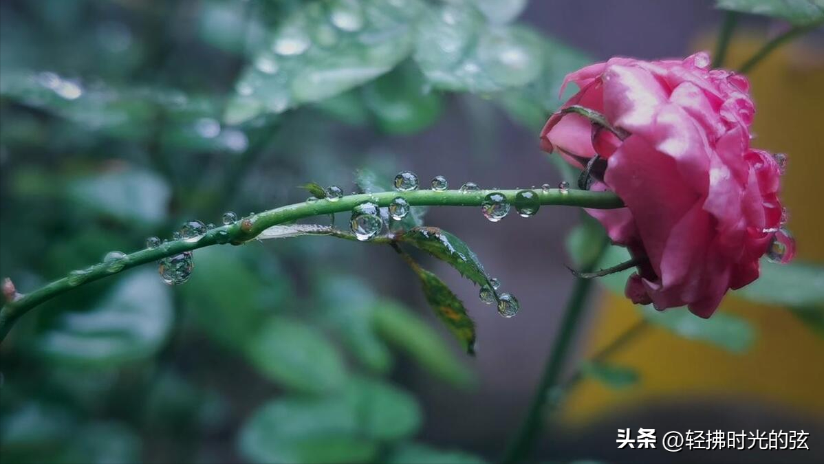 听雨唯美诗词名句（听雨诗词八首）