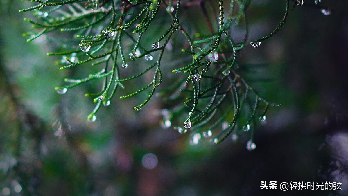 听雨唯美诗词名句（听雨诗词八首）