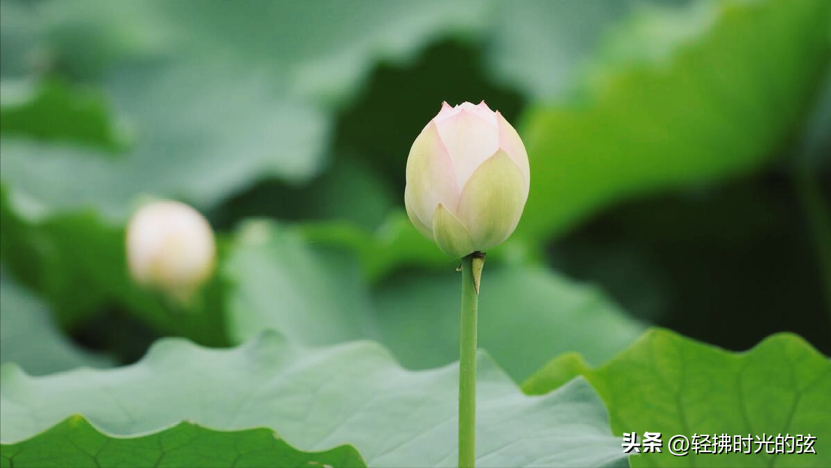 夏日唯美诗词大全（十首夏日雨后诗词）