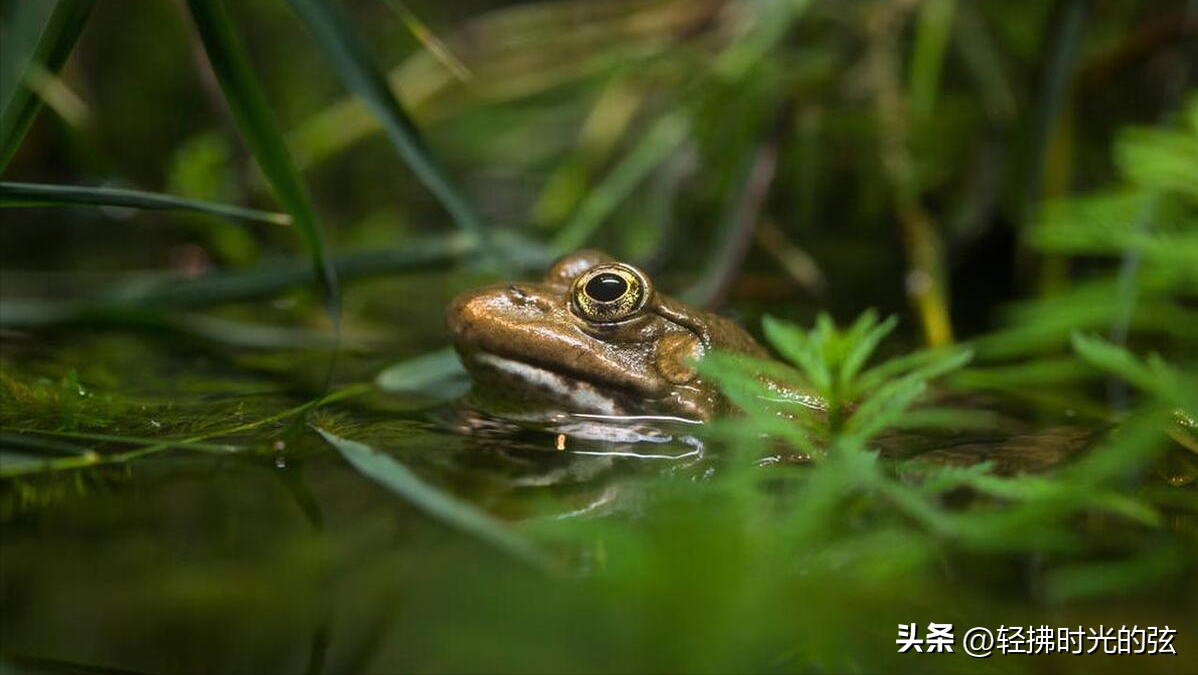 夏日唯美诗词大全（十首夏日雨后诗词）