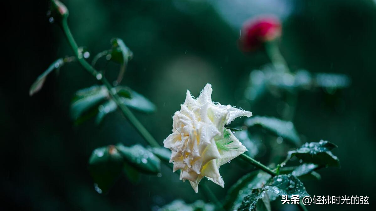 夏日唯美诗词大全（十首夏日雨后诗词）