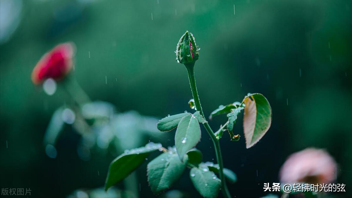 夏日唯美诗词大全（十首夏日雨后诗词）