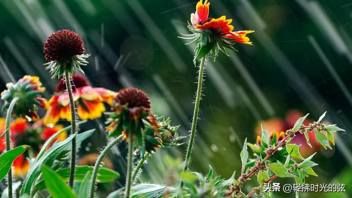 夏日唯美诗词大全（十首夏日雨后诗词）